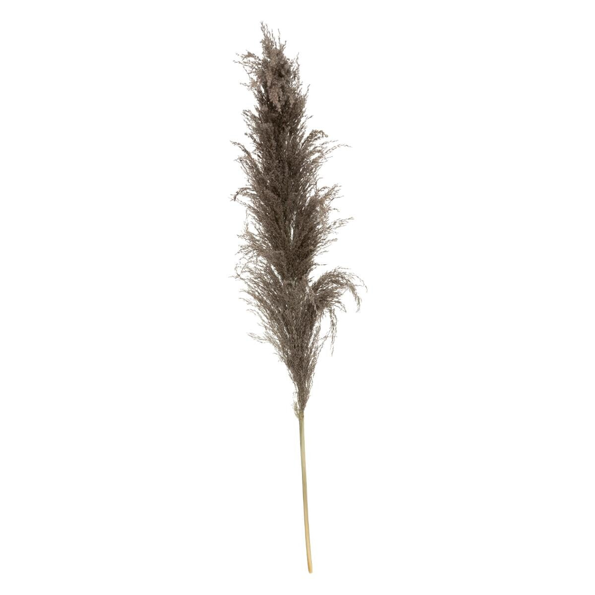 SET DE 3 FLEURS SECHEES PAMPA NATURELLE H 110CM