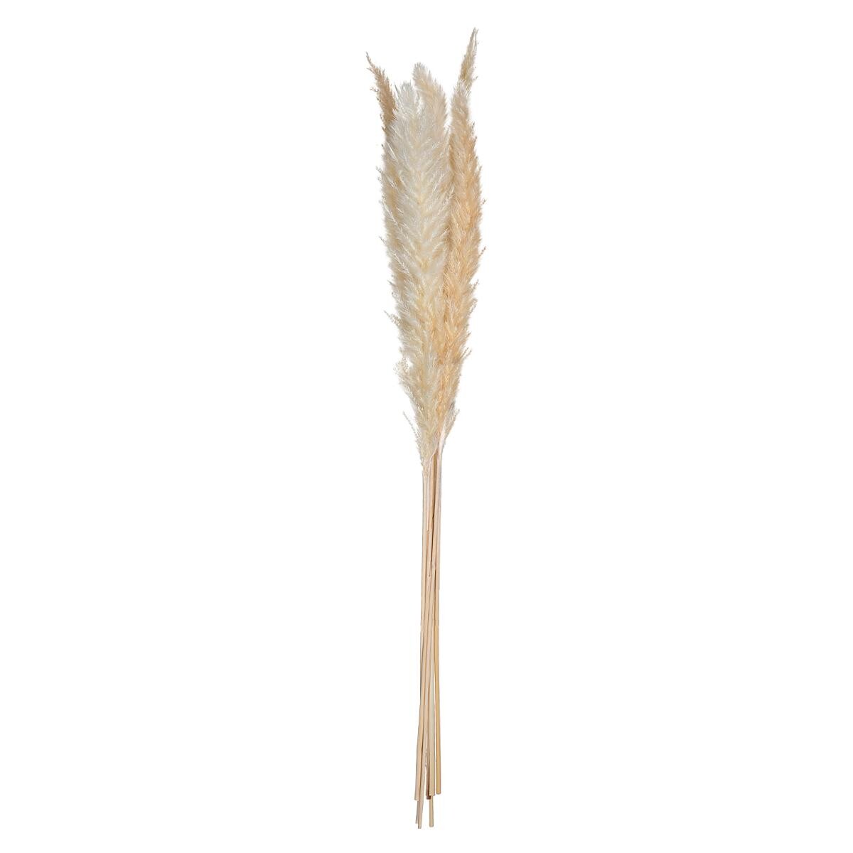 SET DE 6 FLEURS SECHEES PAMPA NATURELLE H 65 CM