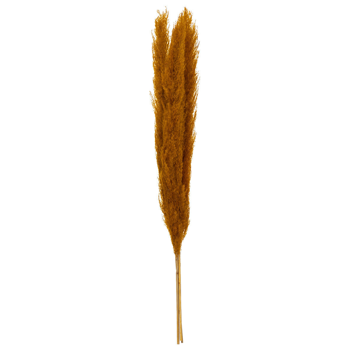 SET DE 3 FLEURS SECHEES PAMPA NATURELLE H 110CM