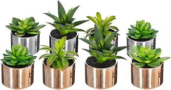 PLANTE GRASSE POT H12
